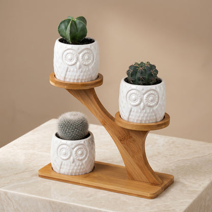 Bamboo Shelf with 3 Mini Succulent Pots – Desk & Home Decor